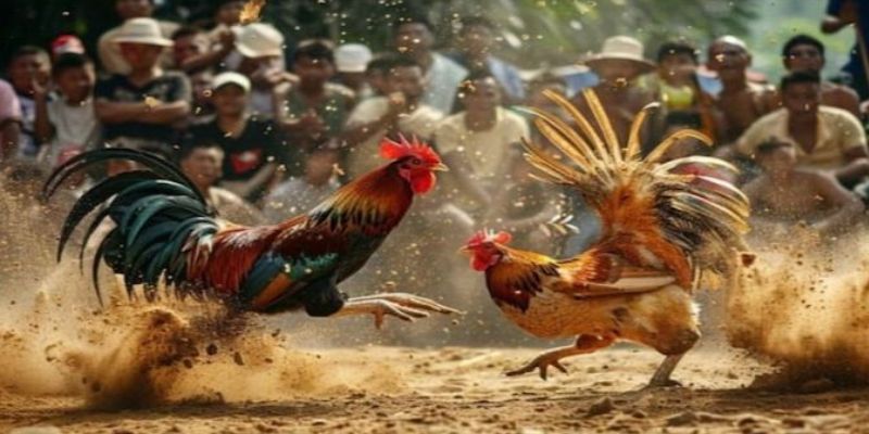 Các trận đấu gà quốc tế chỉ có tại bet88